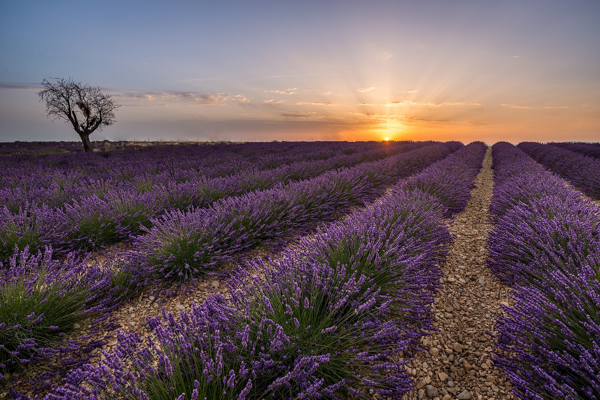 Rows of purple lavender in bloom at sunset on the Valensole plateau, Provence