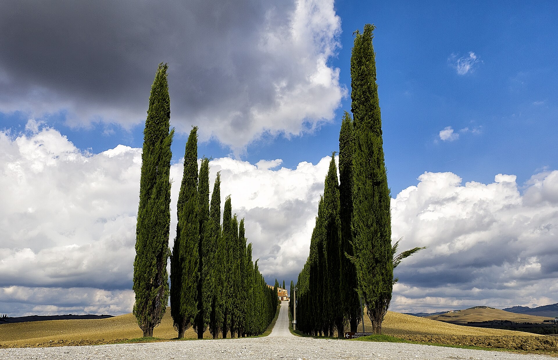 A cypress-lined avenue climbing golden hills to a stone farmhouse in the Val d'Orcia, Tuscany